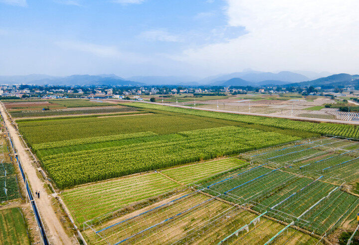 国家级农业龙头企业惠东县伦信农业有限公司标准化蔬菜种植基地。 国家级农业龙头企业惠东县伦信农业有限公司标准化蔬菜种植基地。